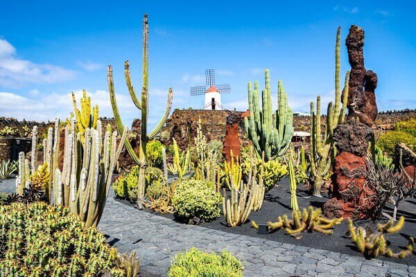 Bezienswaardigheden Lanzarote Jardin de Cactus featured