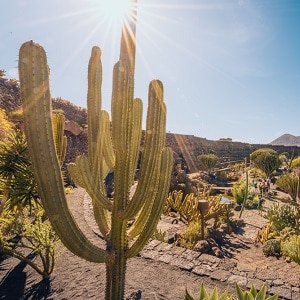 Jardin de Cactus tuin