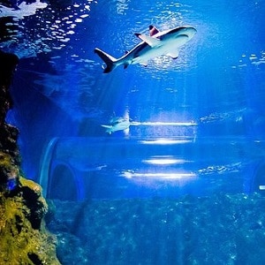 Lanzarote Aquarium haai