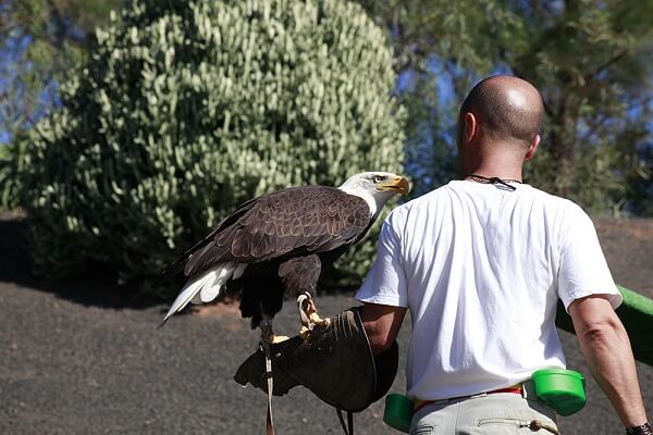 Rancho Texas Lanzarote Park roofvogel show